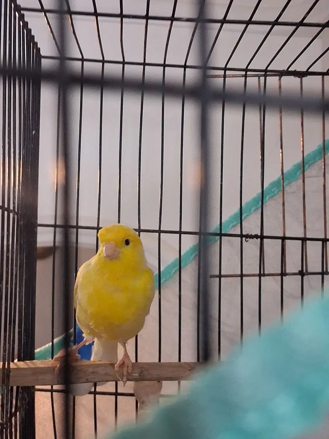 قناری|پرنده|بیرجند, |دیوار