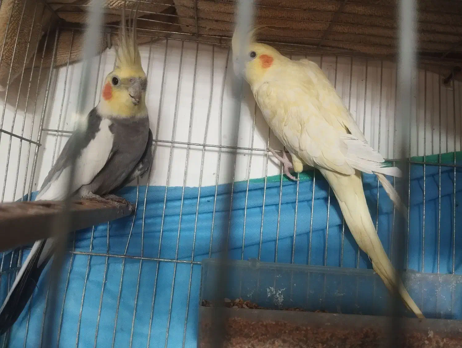 عروس هلندی|پرنده|مراغه, |دیوار