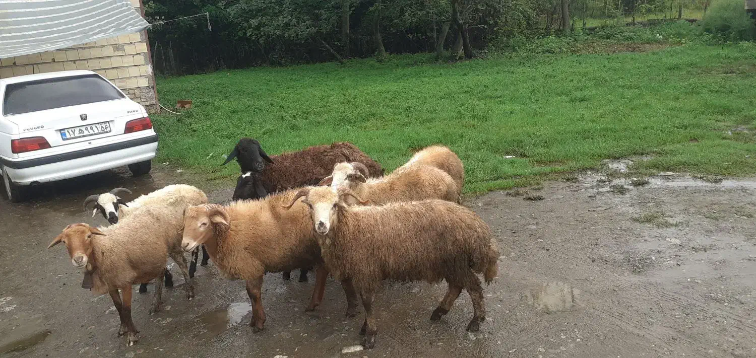 گوسفند بره نر|حیوانات مزرعه|صومعهسرا, |دیوار