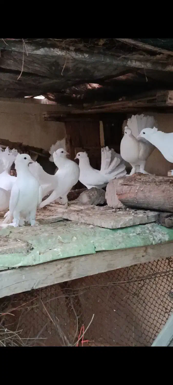 کفتر چتری انگلیسی|پرنده|تهران, بریانک|دیوار