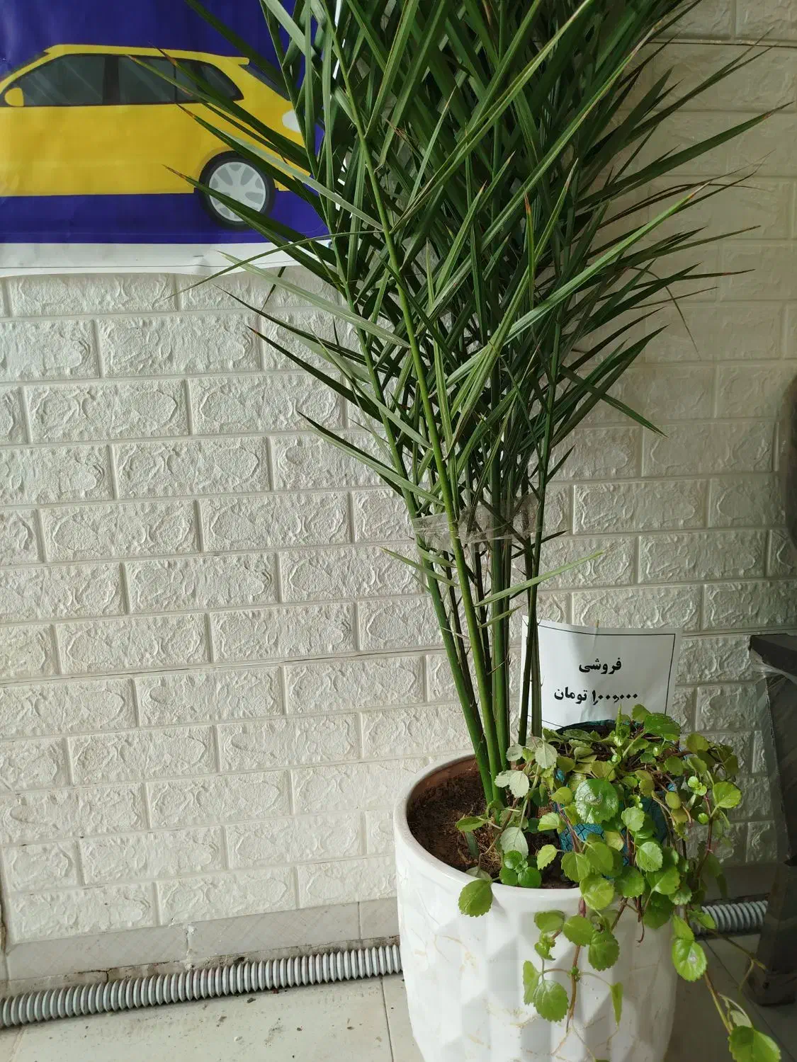 گل فروشی|گل و گیاه طبیعی|ابهر, |دیوار