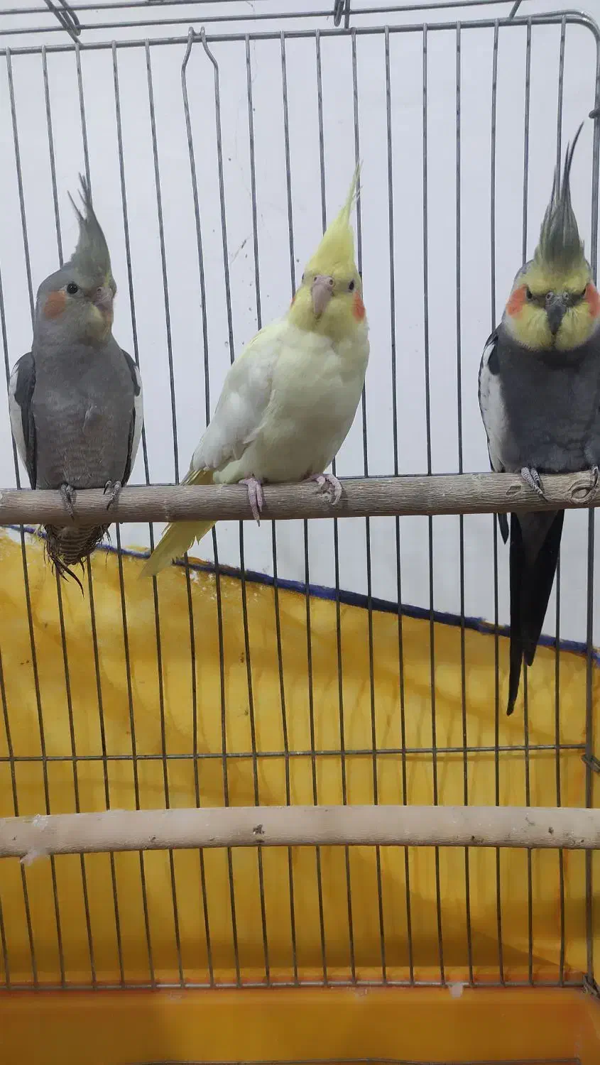 عروس هلندی|پرنده|کبودرآهنگ, |دیوار