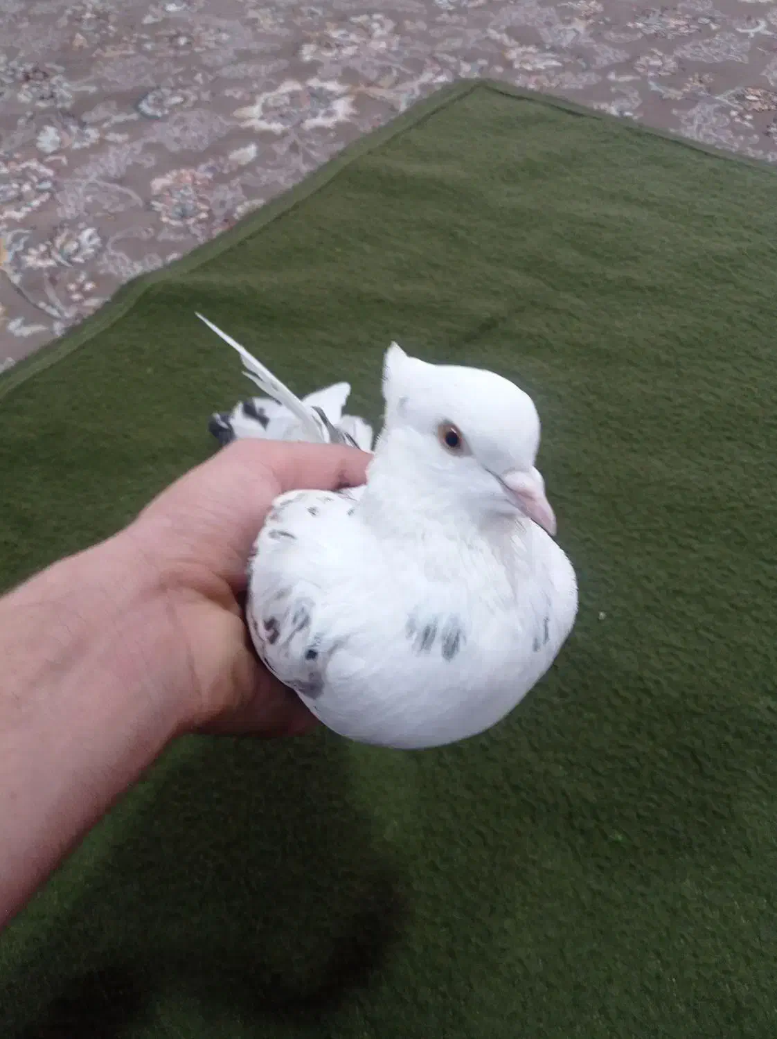 دوعدد کبوتر|پرنده|پیرانشهر, |دیوار