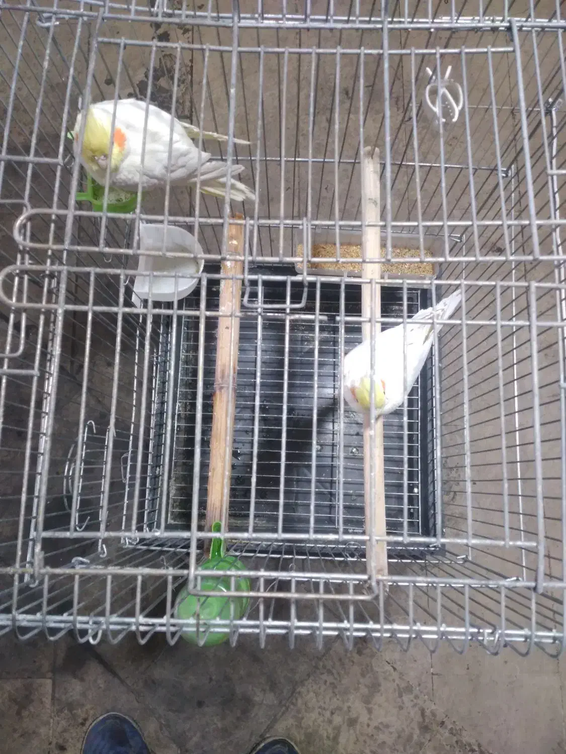 عروس هلندی|پرنده|بومهن, |دیوار