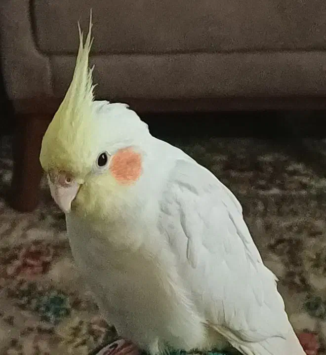 عروس هلندی گمشده دهقاید|حیوانات|برازجان, |دیوار