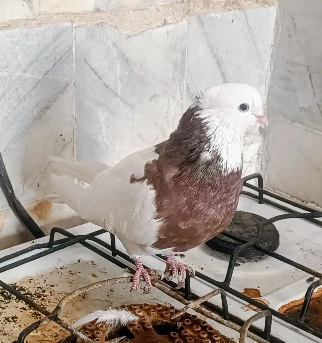 فروشی|پرنده|نجف‌آباد, یزدانشهر|دیوار