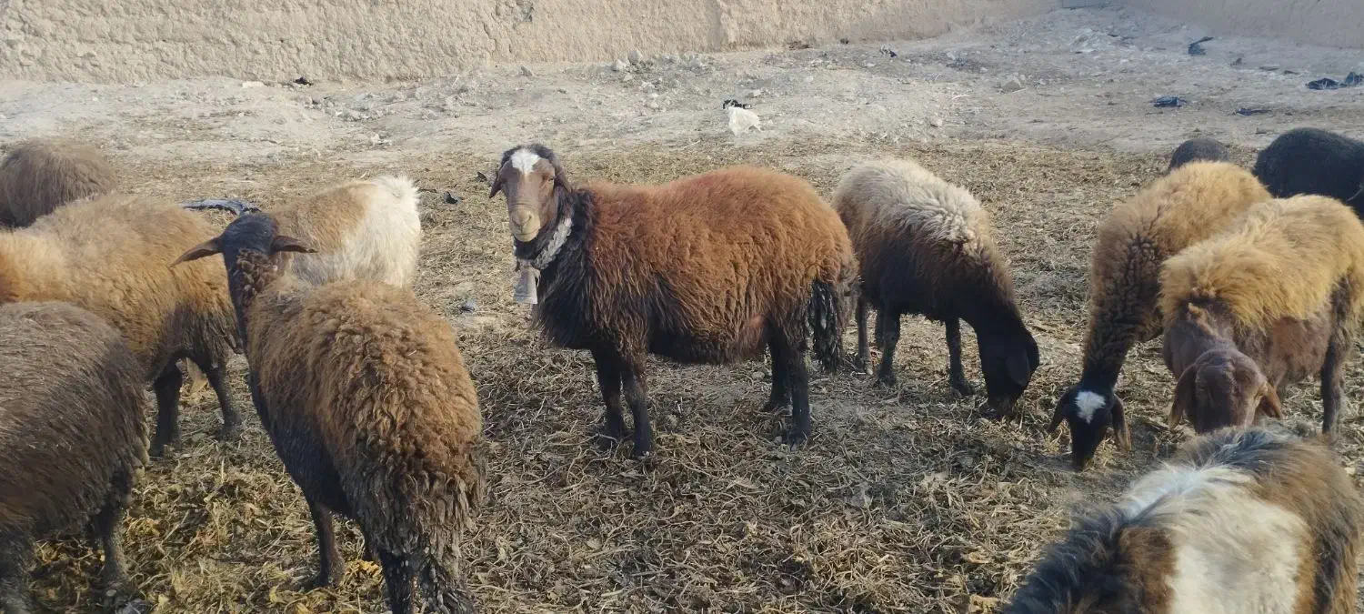 یک راس قوچ|حیوانات مزرعه|نیشابور, ماروسک|دیوار