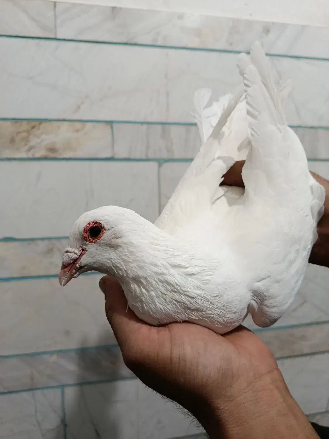 فروشی|پرنده|کوهبنان, |دیوار