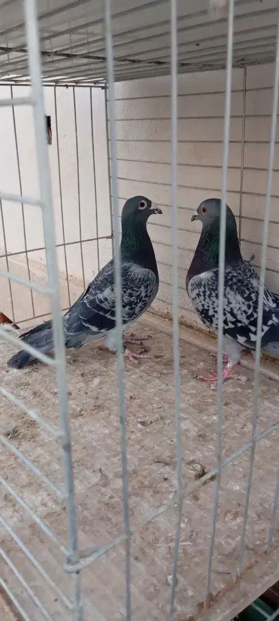 کبوتر فروشی|پرنده|یزد, |دیوار