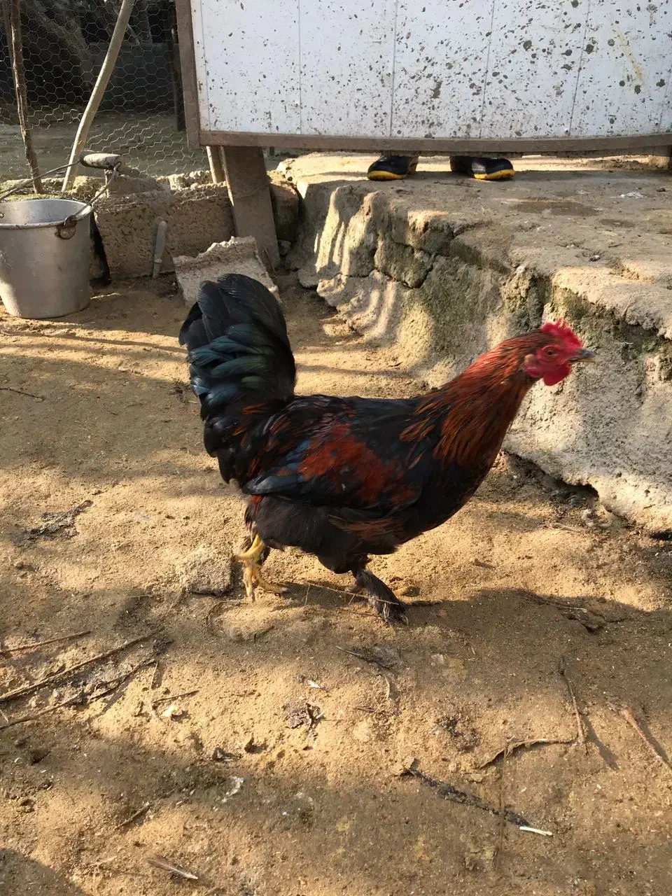 خروس زینتی کوشین|حیوانات مزرعه|بابل, |دیوار