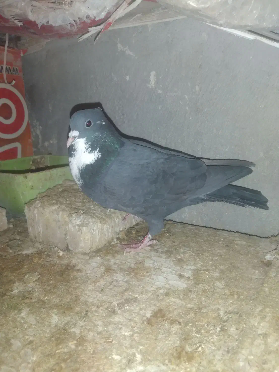 نرریش|حیوانات|زابل, |دیوار