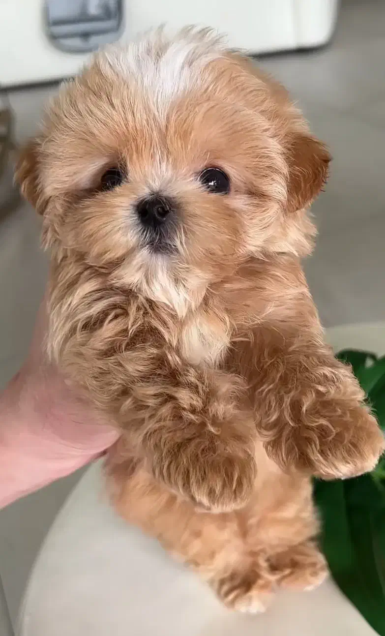 سگ لیوانی|سگ|قزوین, |دیوار