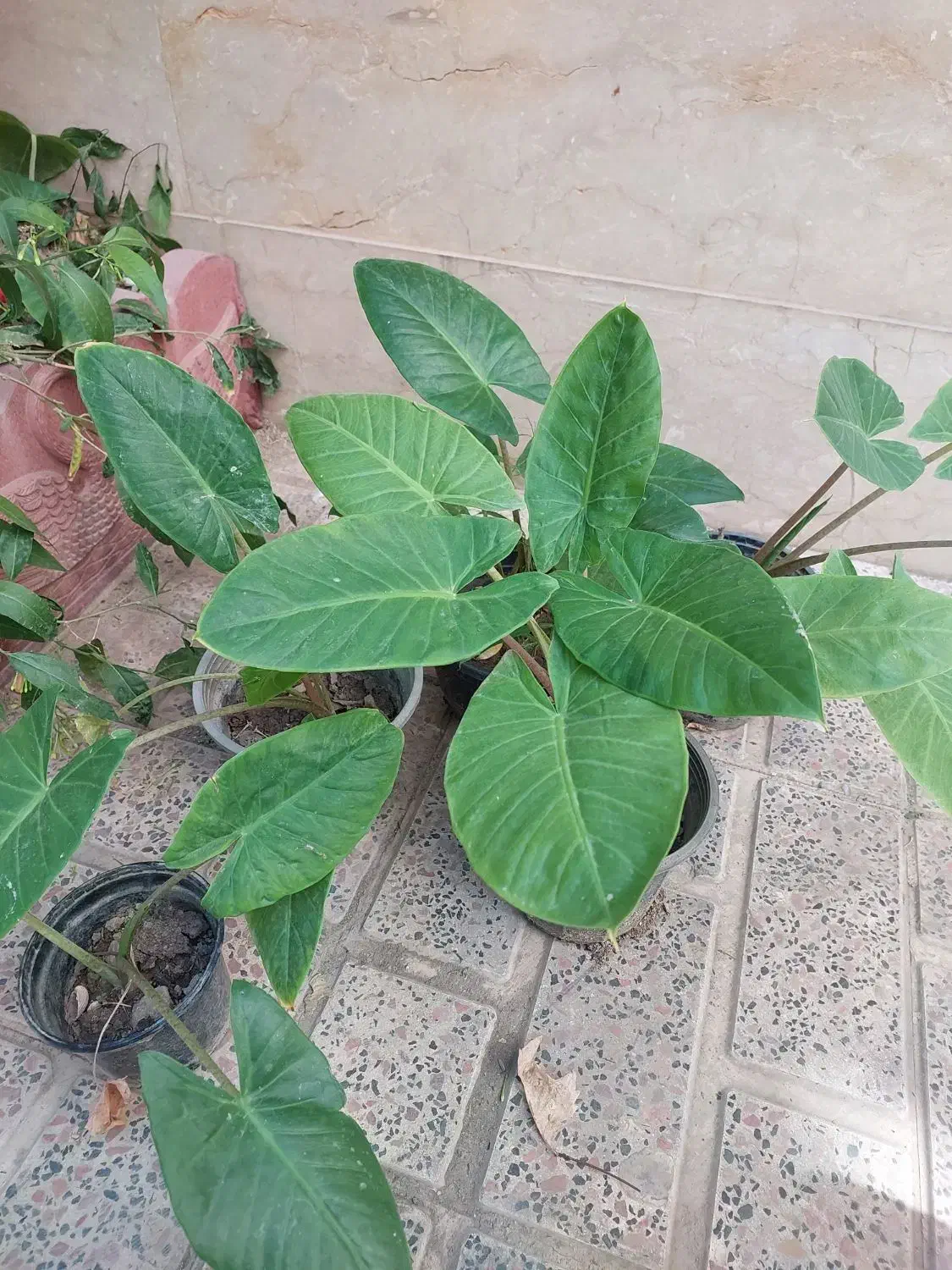 بابا ادم|گل و گیاه طبیعی|تهران, ائمه اطهار|دیوار