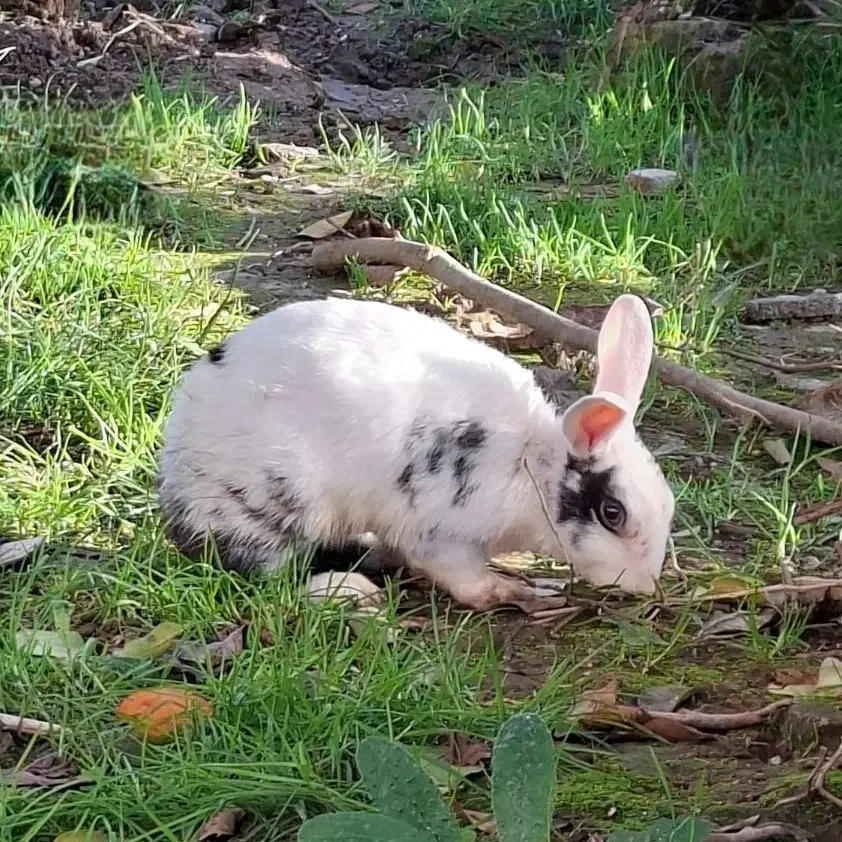 خرگوش|موش و خرگوش|بابل, |دیوار