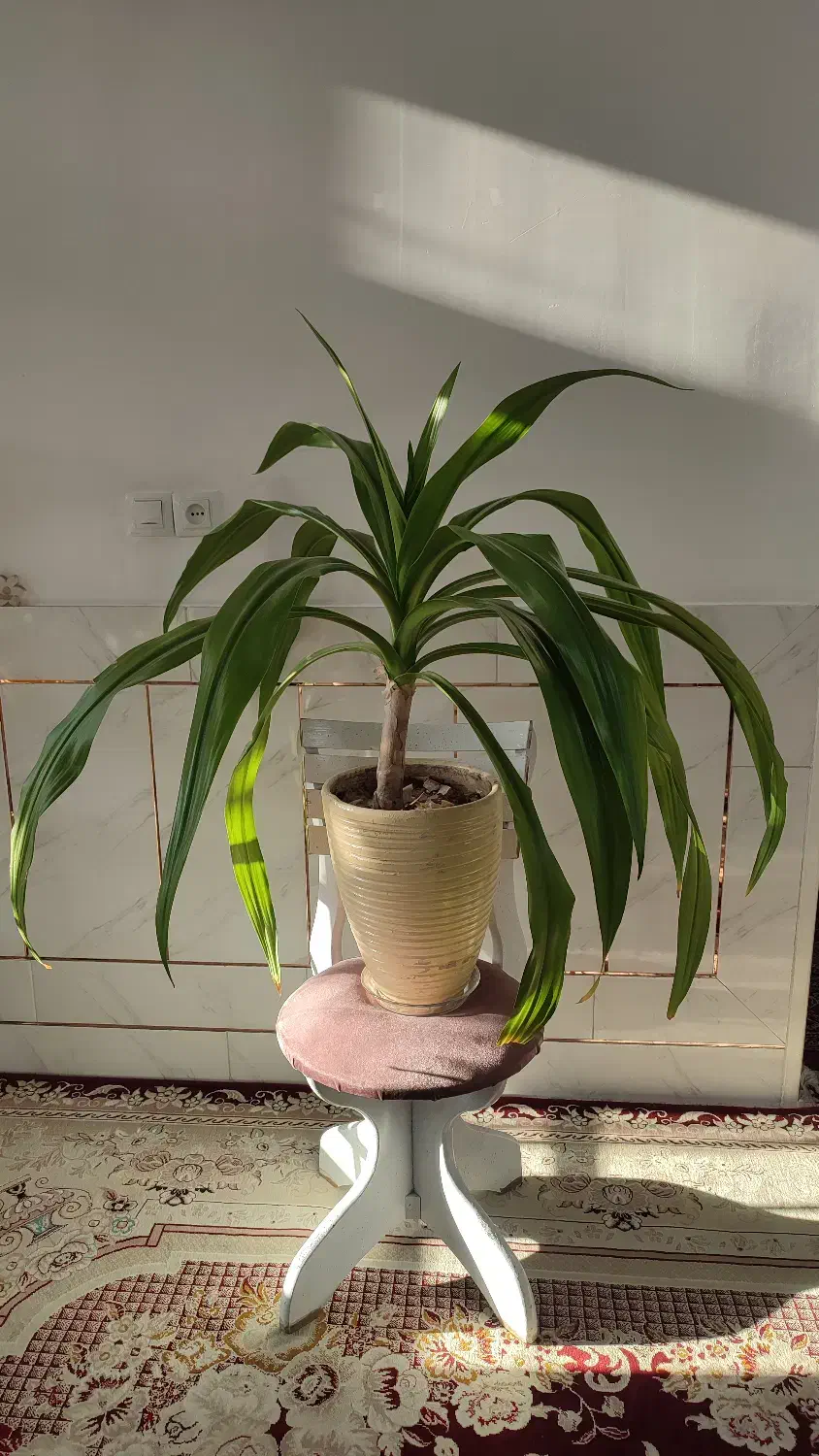 گل اشک ملکه|گل و گیاه طبیعی|خمینیشهر, |دیوار