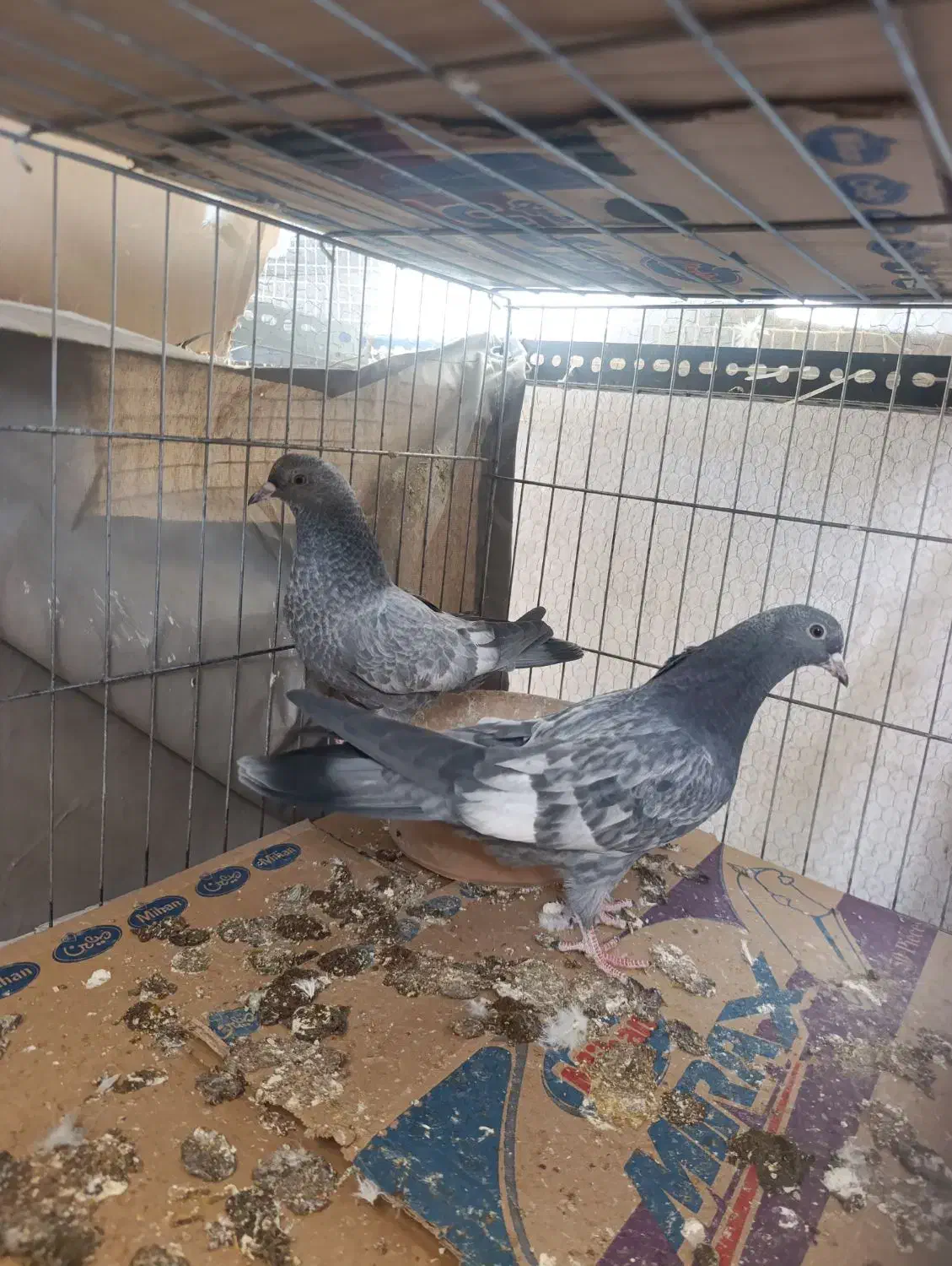 کبوتر|پرنده|قم, انصار‌الحسین|دیوار