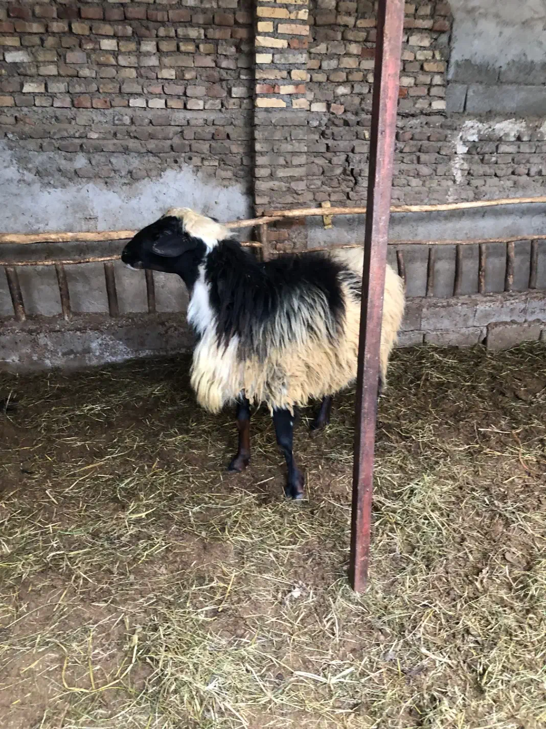 گوسفند نر تمیز|حیوانات مزرعه|قائمشهر, |دیوار