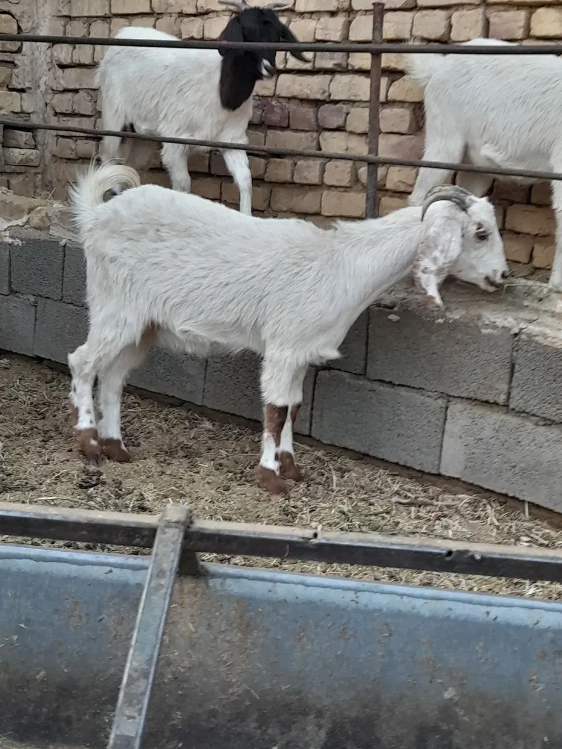 بزغاله ماده فروشی|حیوانات مزرعه|بردسکن, |دیوار