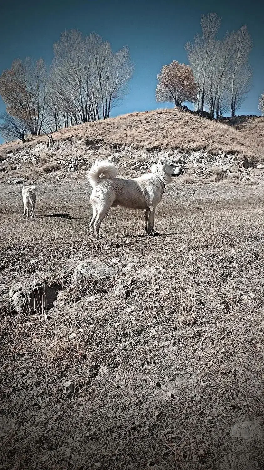 سگ گله به شرط|سگ|بستان آباد, |دیوار