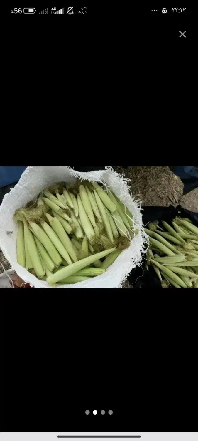 بچه بلال تازه کیلویی 30هزار|خوردنی و آشامیدنی|اسلام‌شهر, شهرک قائمیه|دیوار