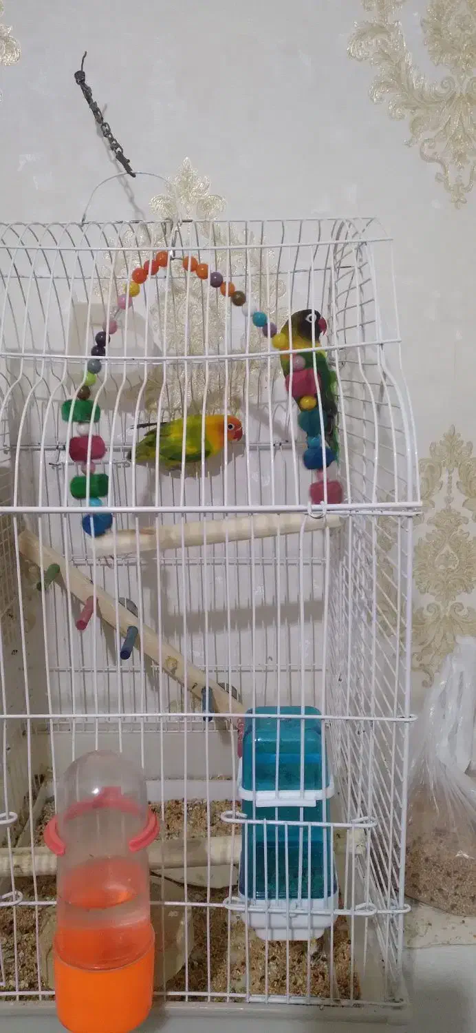 طوطی با۵تاتخم|پرنده|مرند, |دیوار