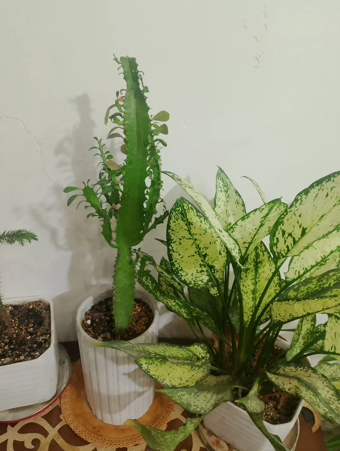 گل طبیعی|گل و گیاه طبیعی|چناران, |دیوار