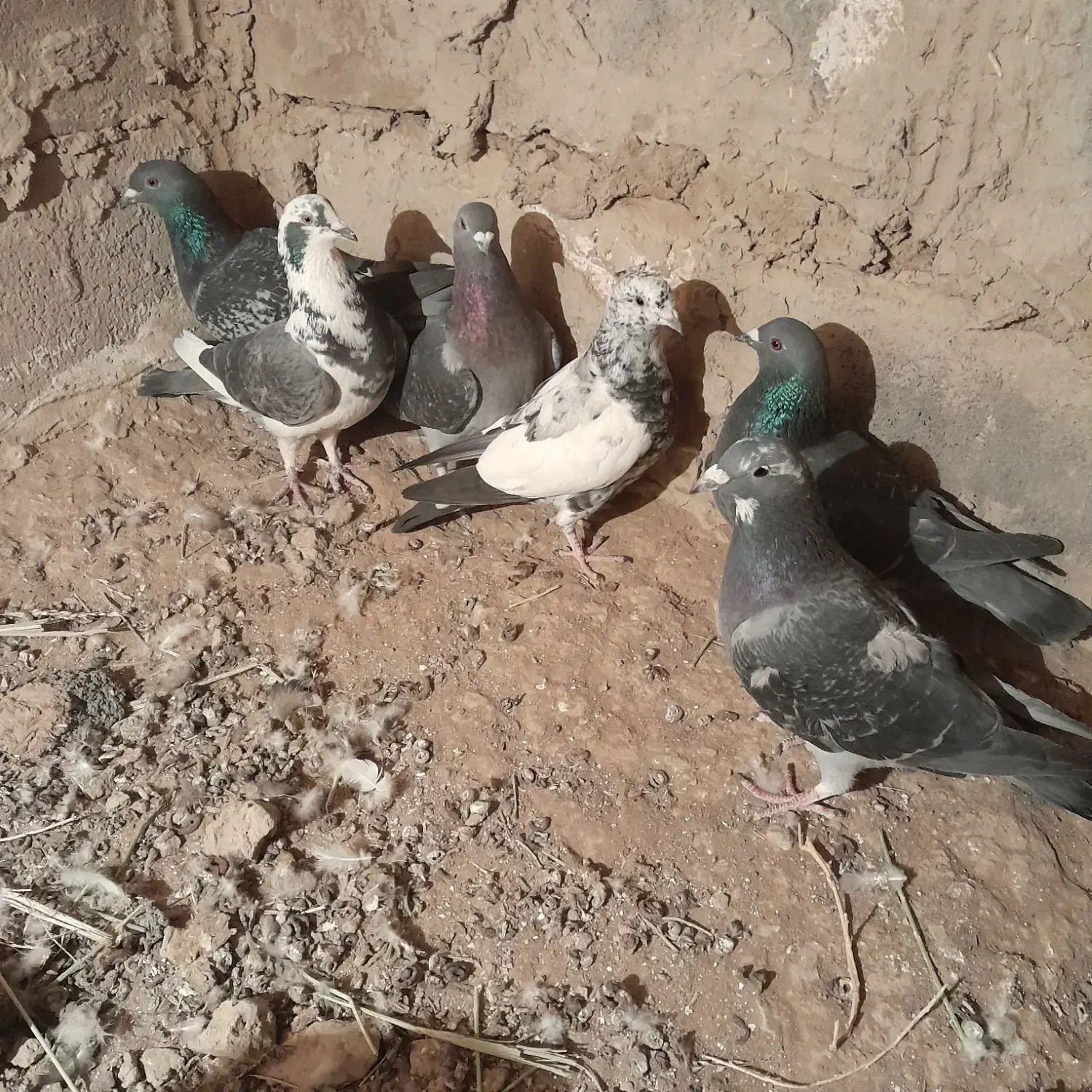 کبوتر|پرنده|اسفراین, |دیوار