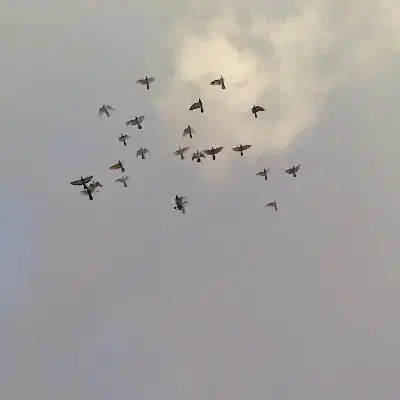 ۲۵ عدد کبوتر|پرنده|ضیاء آباد, |دیوار