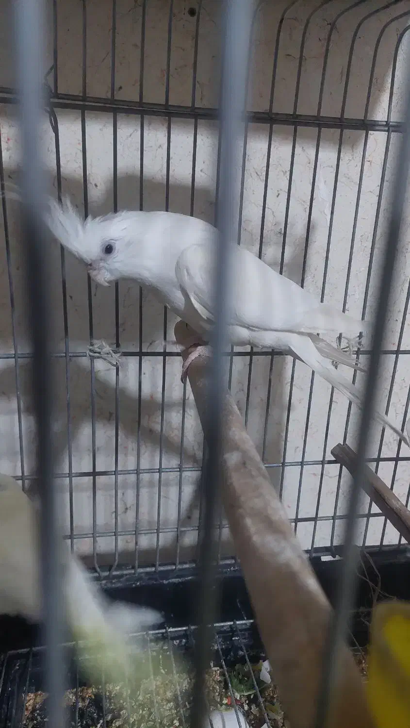 عروس هلندی البینو نر|پرنده|مرودشت, بیست متری بیمارستان|دیوار