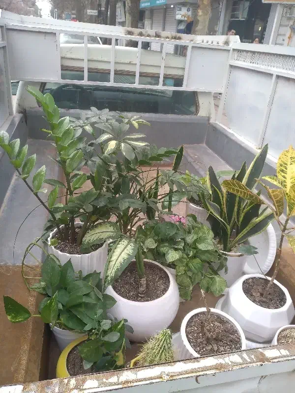 وانت بار کرایه|خدمات حمل و نقل|اسفراین, |دیوار