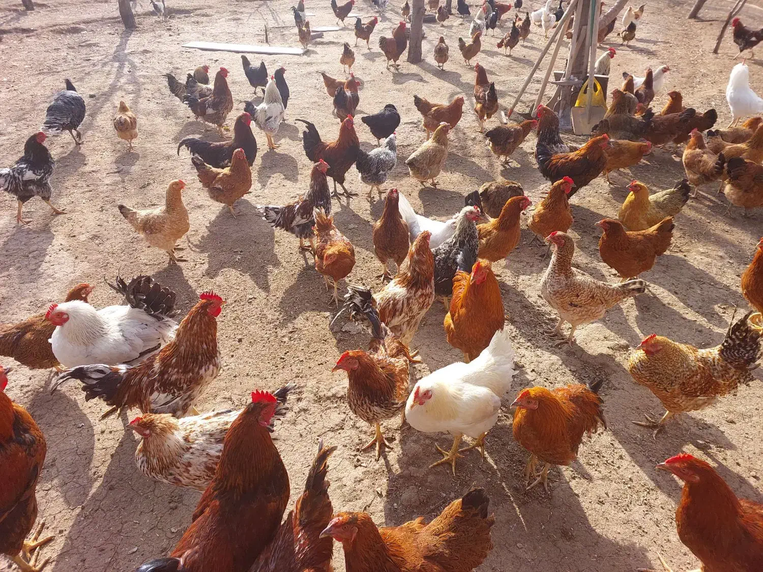 فروش خروس محلی|حیوانات مزرعه|هیر, |دیوار