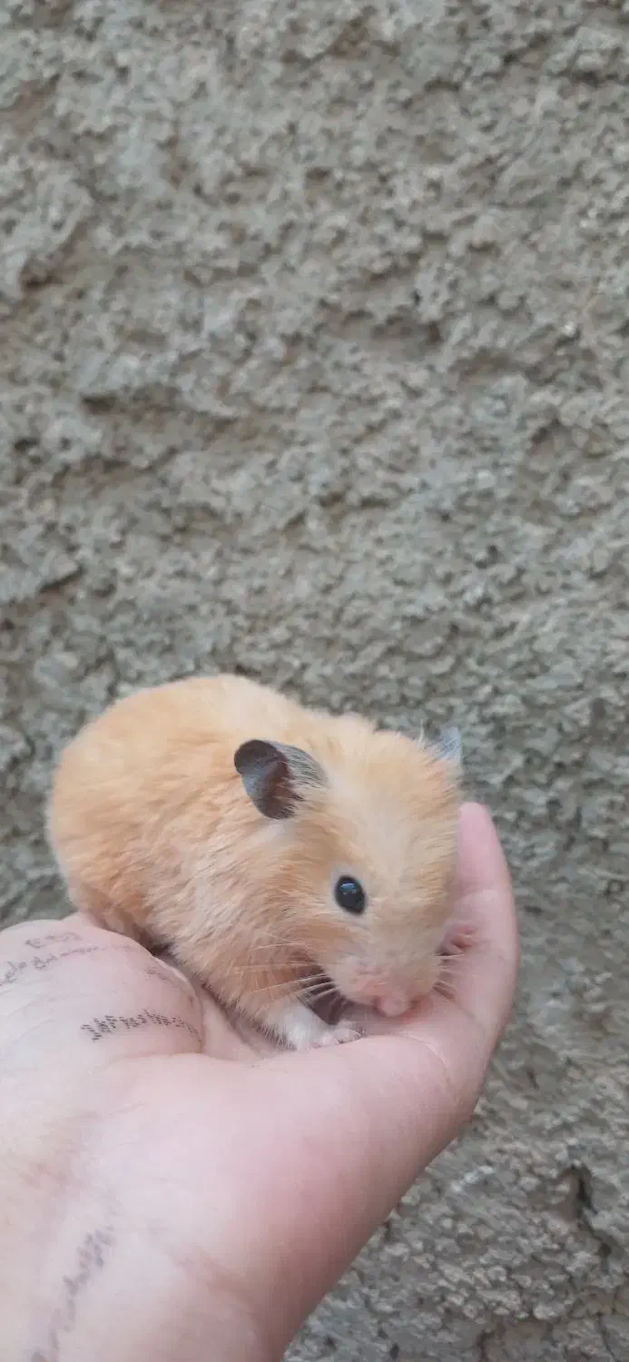 همستر ماده|موش و خرگوش|زرند, |دیوار