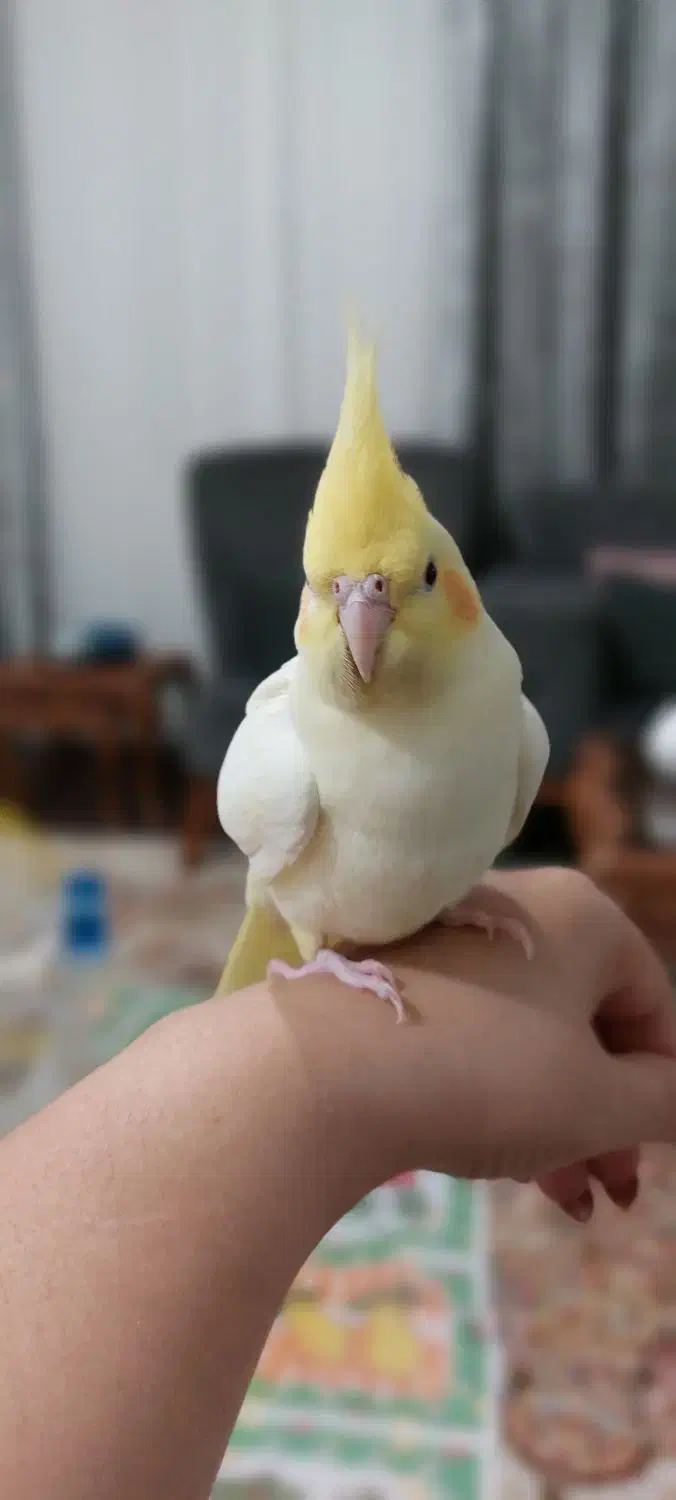 عروس هلندی|پرنده|بندر انزلی, نیمه شعبان|دیوار