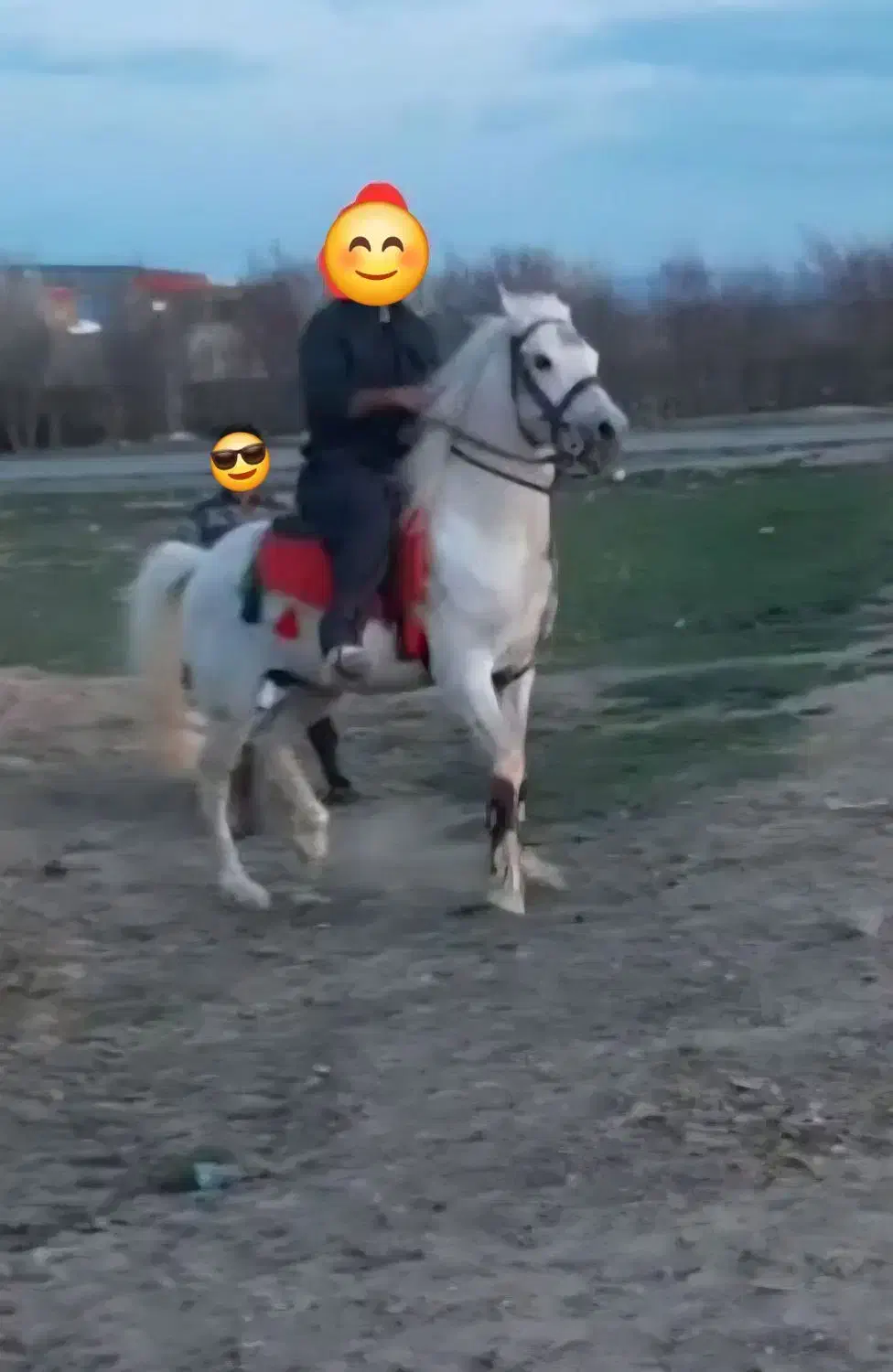 اسب سفید نریان|اسب و تجهیزات اسبسواری|اراک, |دیوار