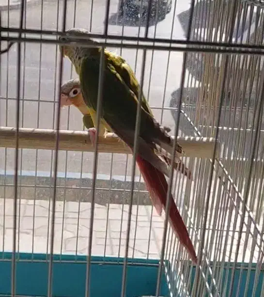 گرینچیک عروس هلندی طوطی برزیلی قناری ملنگو سهره|پرنده|کرج, شهرک رضوانیه|دیوار