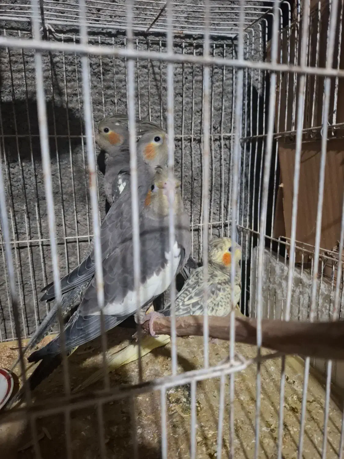 عروس هلندی|پرنده|برازجان, |دیوار