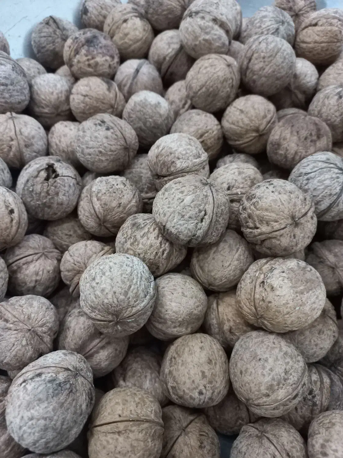 گردو بوانات|خوردنی و آشامیدنی|شیراز, سعدیه جنوبی|دیوار