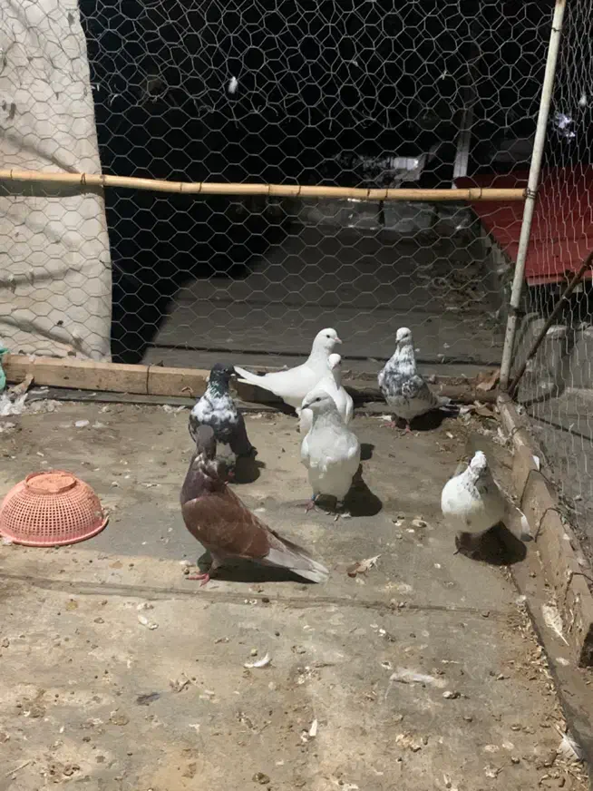 کبوتر پرشی به شرط|پرنده|رستم‌آباد, |دیوار