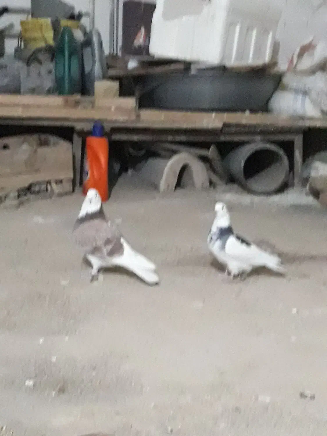 کبوتر نروماده|پرنده|سرپل ذهاب, |دیوار