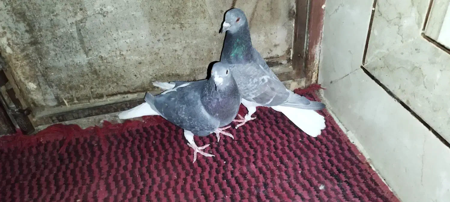 پرنده|پرنده|خاش, |دیوار