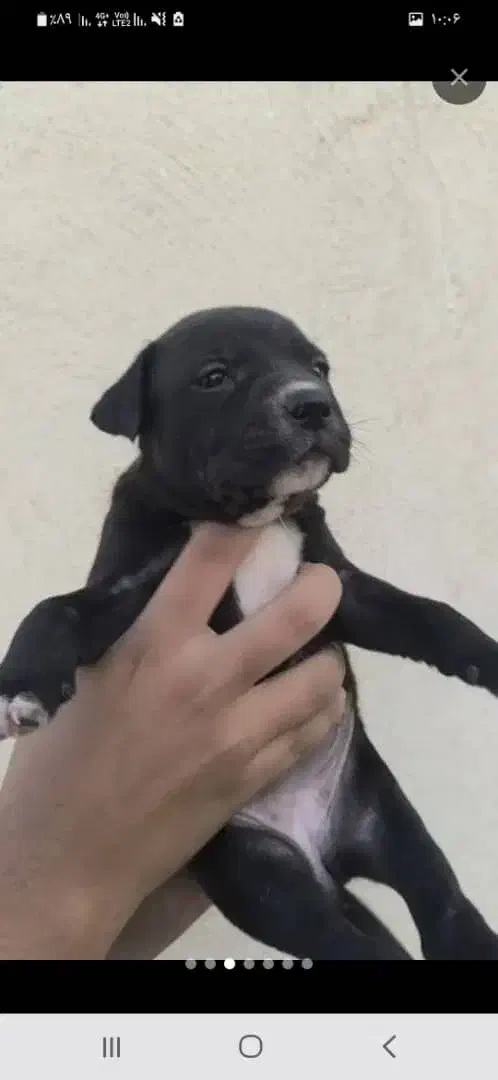 توله سگ پیت بول|سگ|ماهدشت, |دیوار