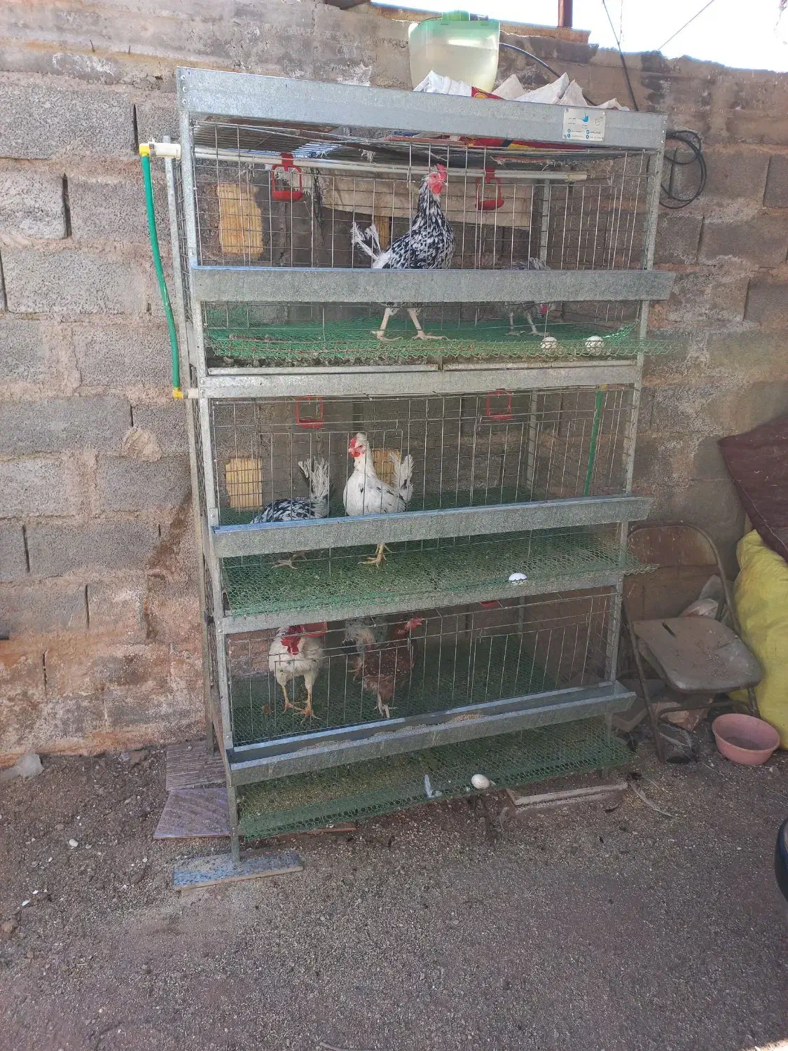 قفس همراه با مرغ و خروس|پرنده|رفسنجان, |دیوار