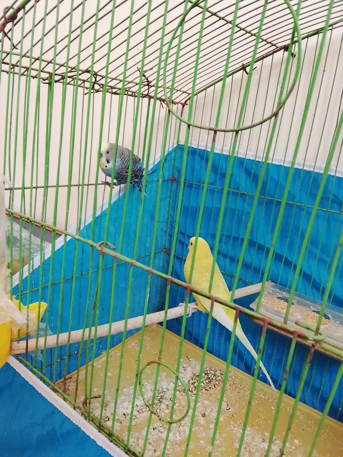 مرغ عشق|پرنده|شاهین‌شهر, شهرک گلدیس|دیوار