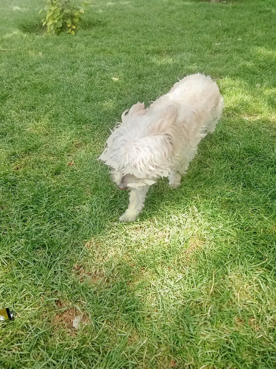 واگذاری|سگ|محمدشهر, عباس آباد|دیوار