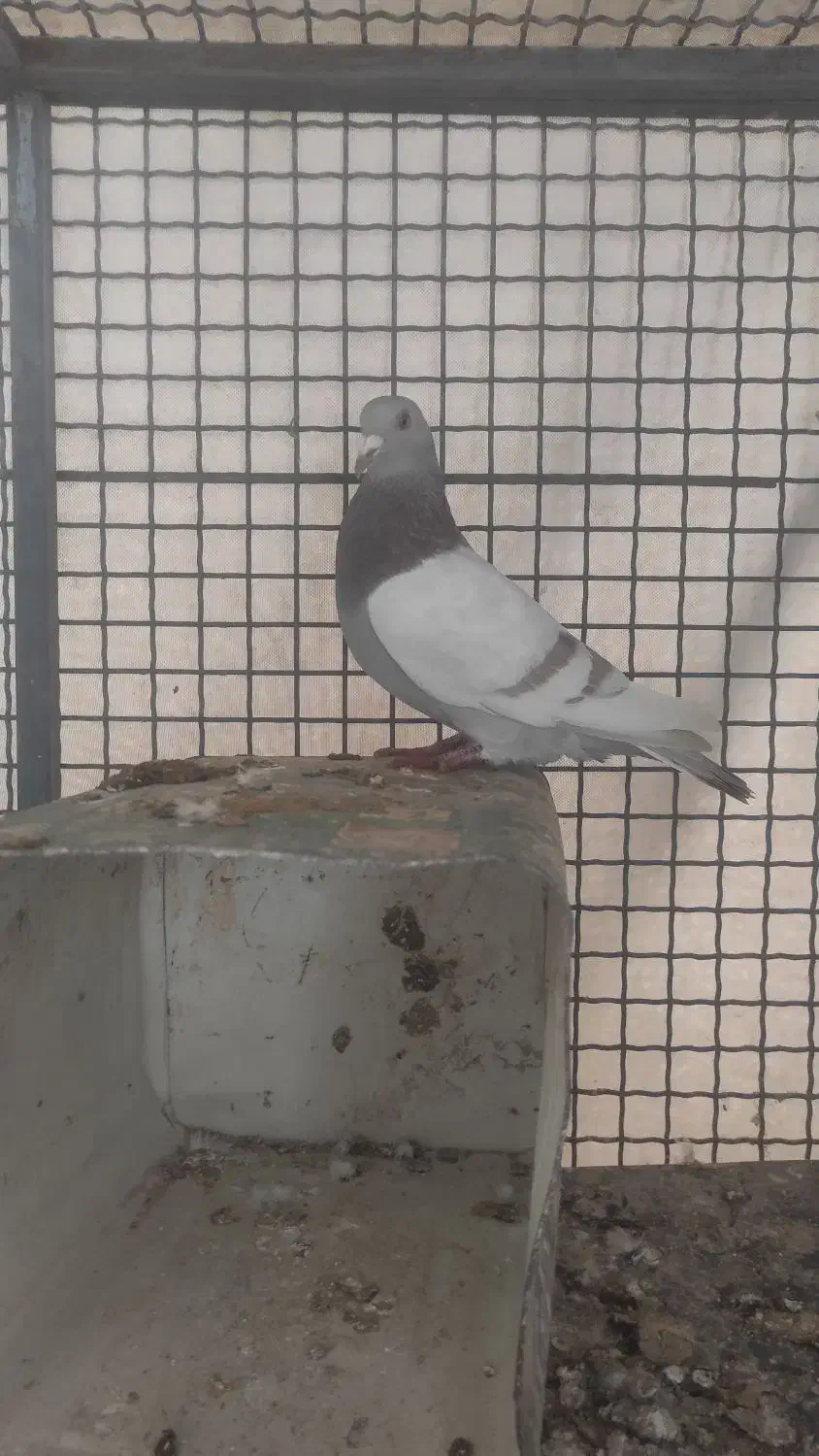 کفتر سوسنی زرد|پرنده|شیراز, امام حسین|دیوار