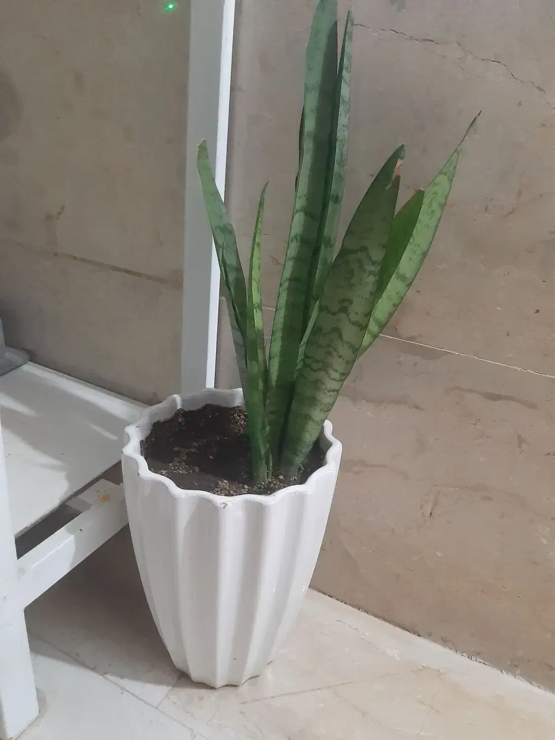 گل و گلدان دونه ای ۴۰۰|گل و گیاه طبیعی|نسیم‌شهر, |دیوار