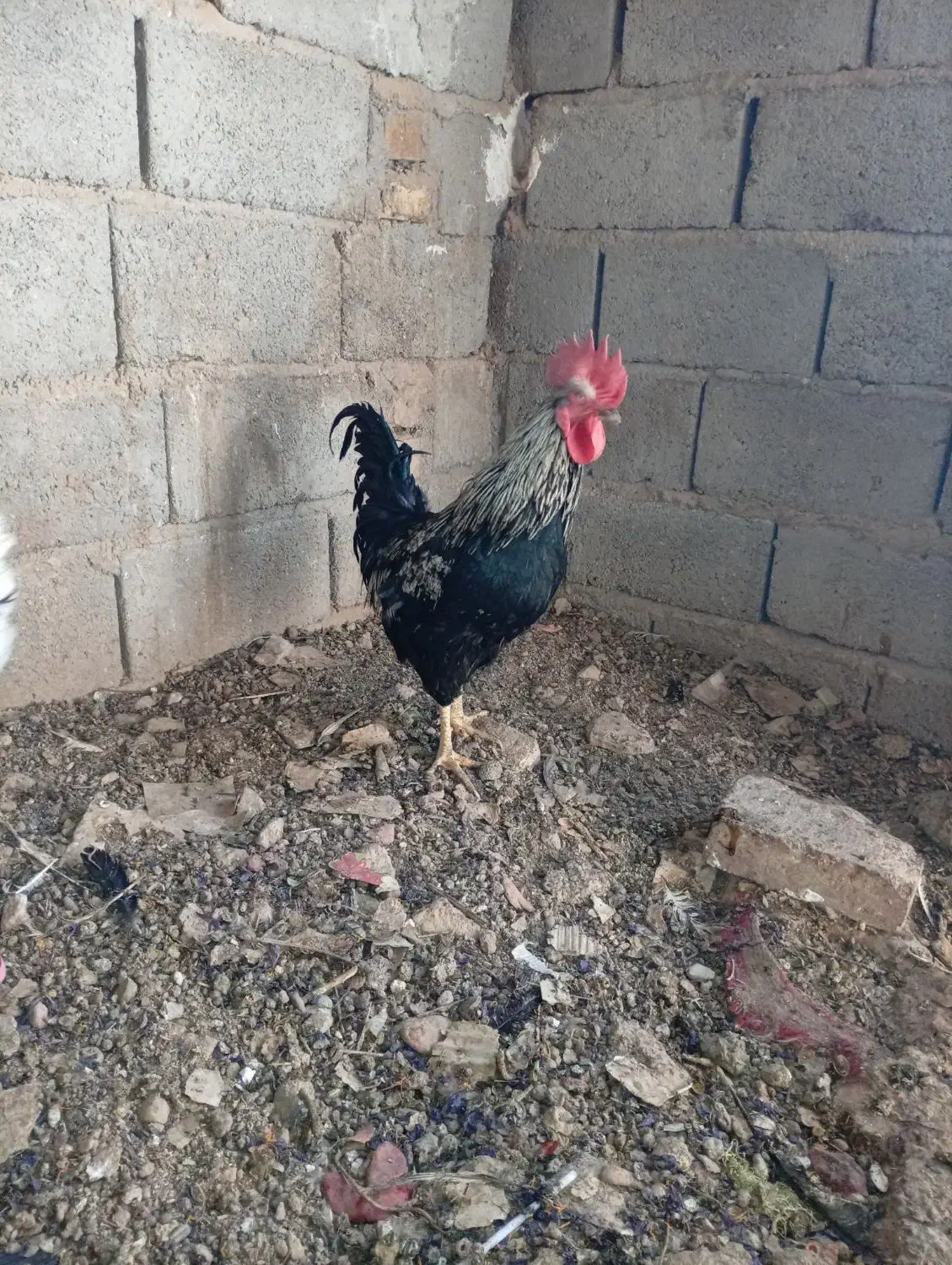 خروس|حیوانات مزرعه|زرند, |دیوار