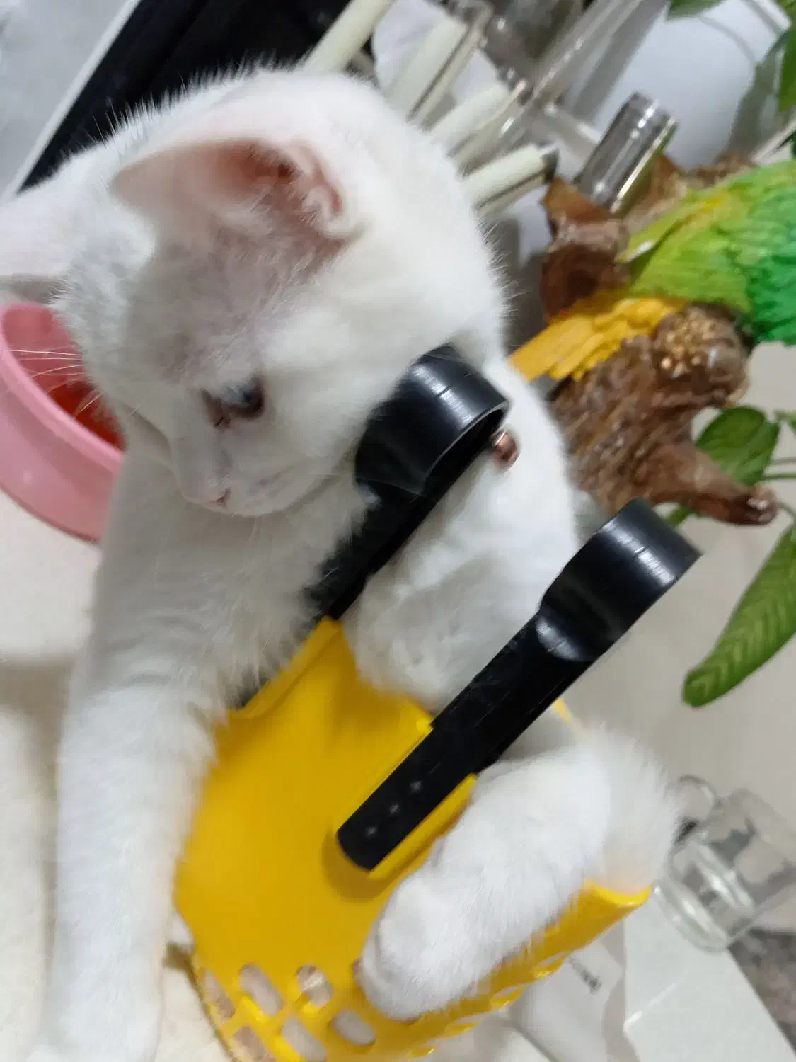 واگذاری گربه اسکاتیش|گربه|تایباد, |دیوار