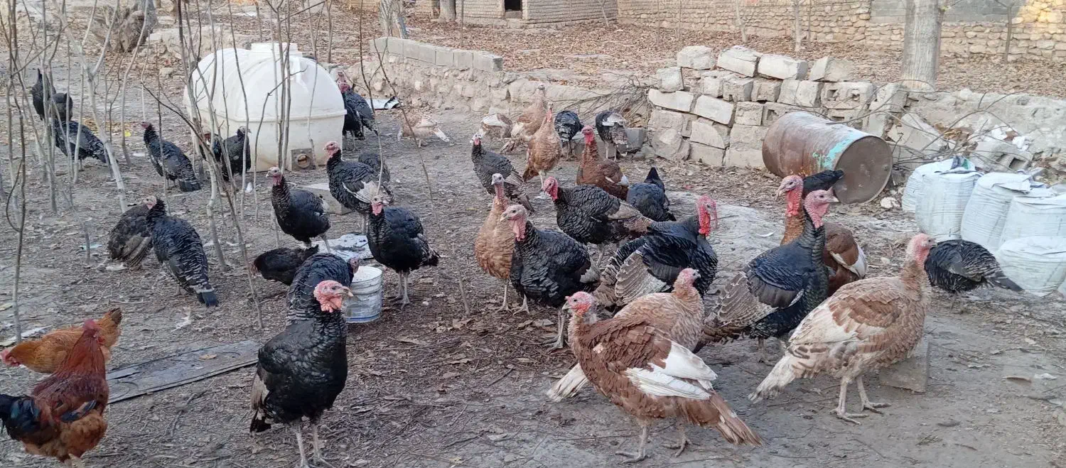 بوقلمون محلی ارگانیک|حیوانات مزرعه|شیروان (خراسان), |دیوار