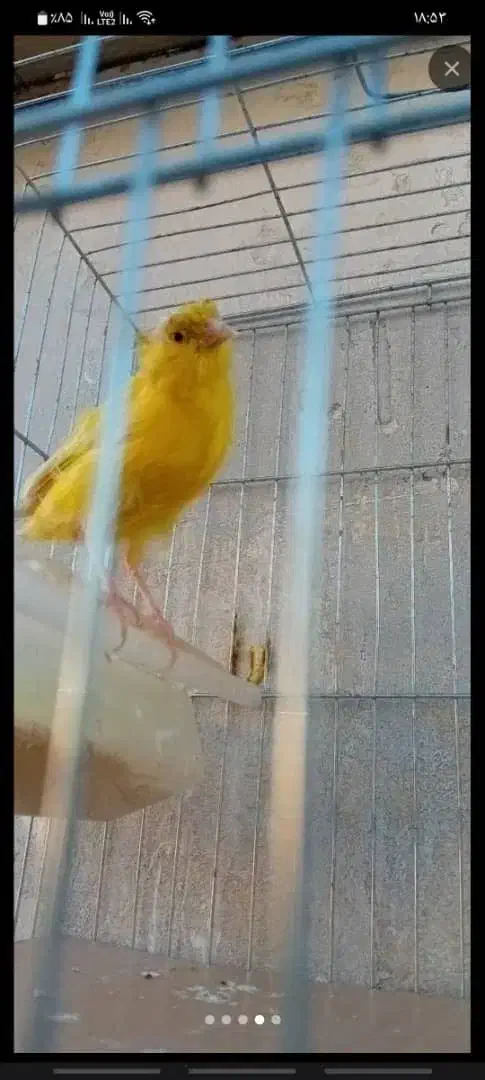 قناری|پرنده|فردیس, قریشی|دیوار